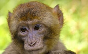 Ile koni mechanicznych ma Matiz? Ile koni mechanicznych ma Matiz?