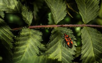Jaką grubość tarczy do wymiany?