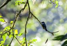 Czy warto robić przeglądy w ASO?