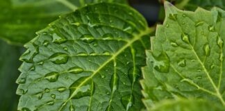 Jak pozbyć się wilgoci z okien?