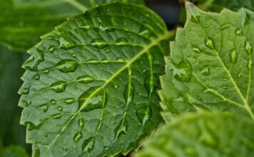 Jak pozbyć się wilgoci z okien?