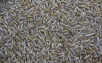 Gdzie jest produkowany MG?