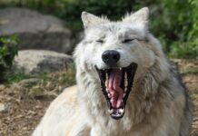 Jak wymienić szczęki hamulcowe?