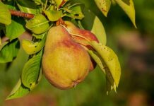 Co daje odżywka zakwaszająca?