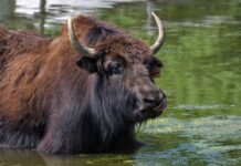 Jaka Ircha najlepsza?