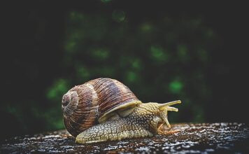 Co to jest smar grafitowy do czego służy?