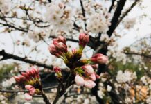 Dlaczego piszczy przy hamowaniu?