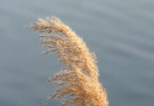 Czym się różnią światła do jazdy dziennej od świateł mijania?