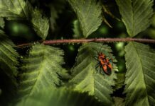 Ile jest tarcz hamulcowych w samochodzie?