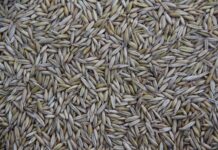 Gdzie jest produkowany T Cross?