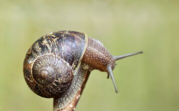 Gdzie znajduje się czujnik światła wstecznego? Gdzie znajduje się czujnik światła wstecznego?