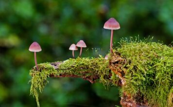 Jakie są rodzaje pierścieni tłokowych?