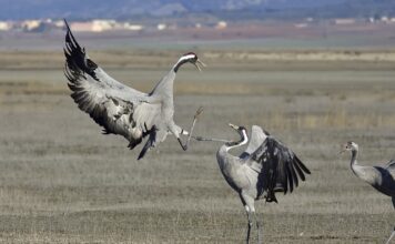 Jak sprawdzić układ Common Rail?